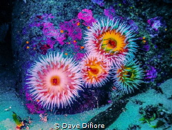 Family of Anemones 90ft down submarine canyon Carmel Cali... by Dave Difiore 